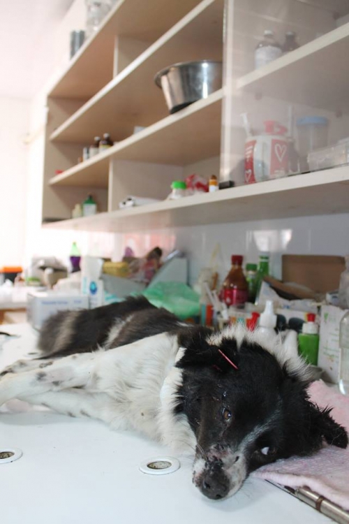 მეტისი უსახელო