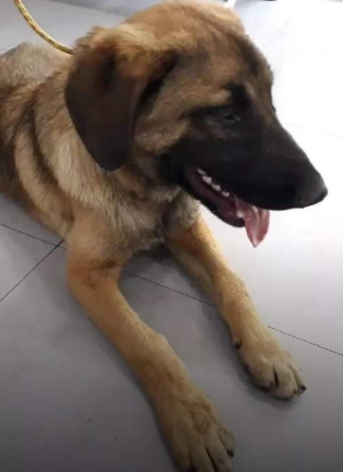 მეტისი უსახელო