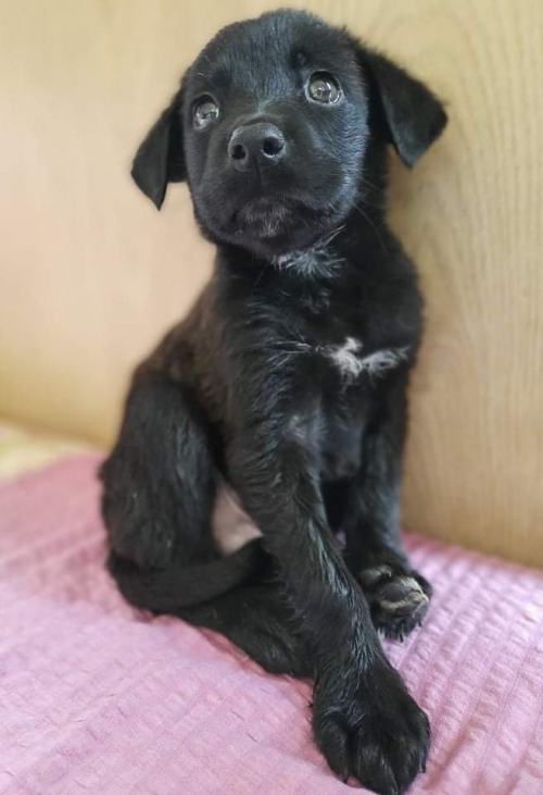 მეტისი ავლაბარი