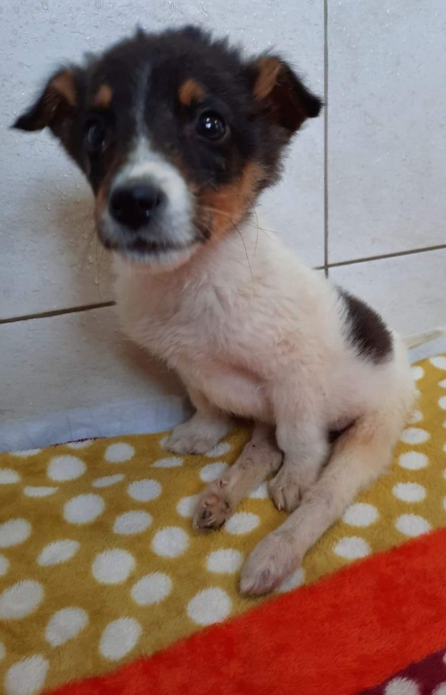 მეტისი ლანჩხუთი