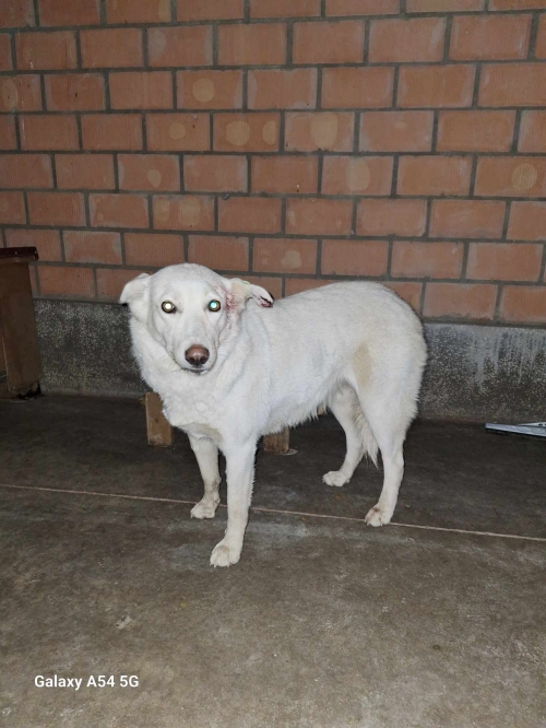 მეტისი ბელკა