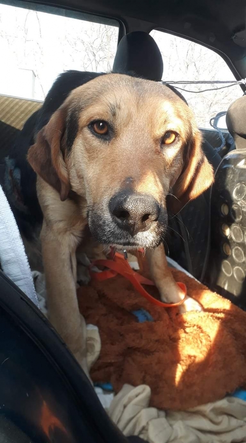 გონჩი უსახელო