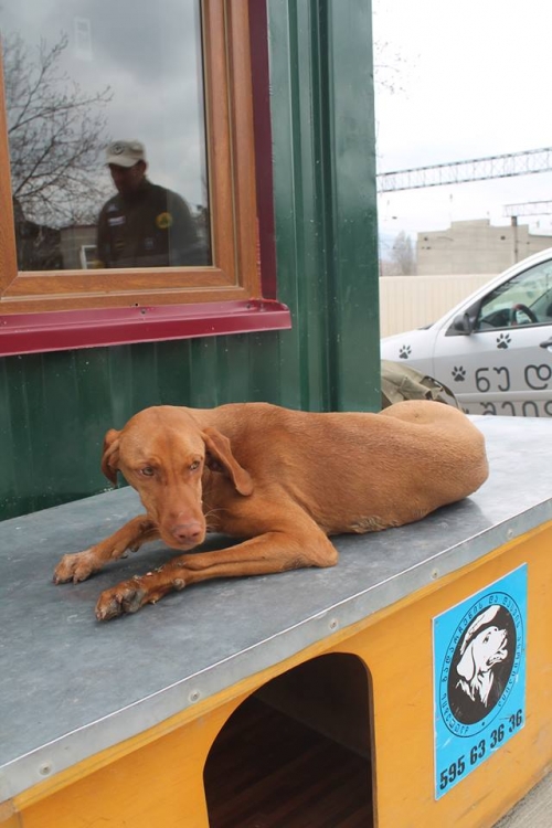 უნგრული ვიჟლა ლესი