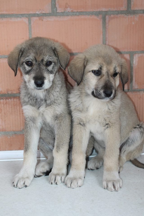 ქართული ქოფაკი უსახელო