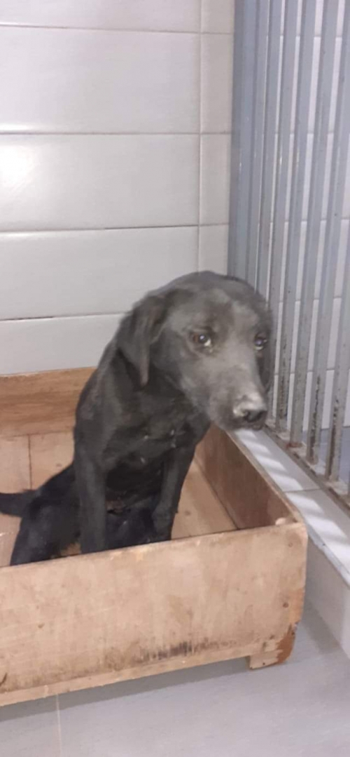 მეტისი უსახელო