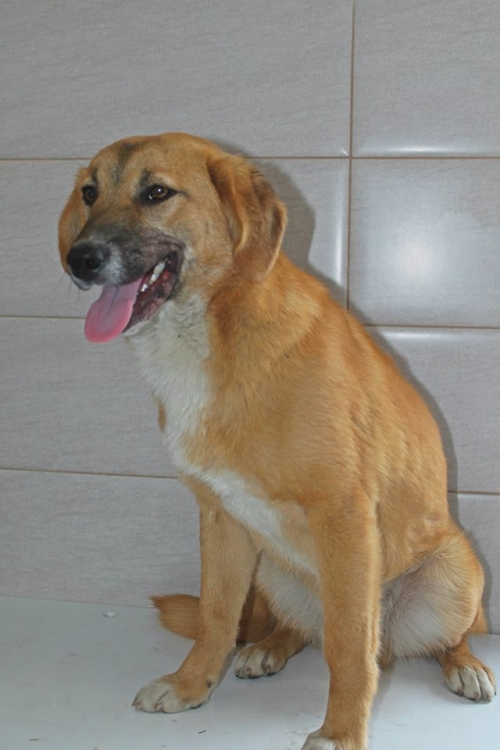 მეტისი უსახელო