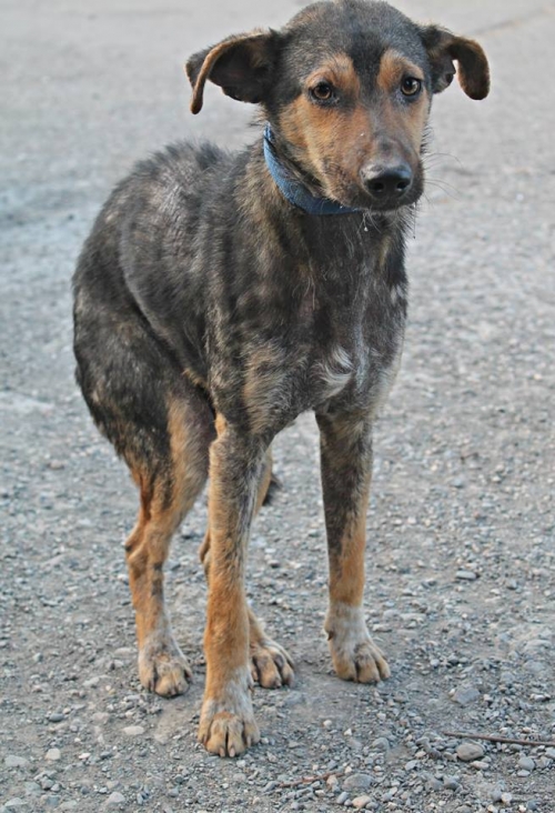 მეტისი უსახელო