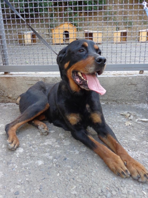 როტვეილერი ლედი