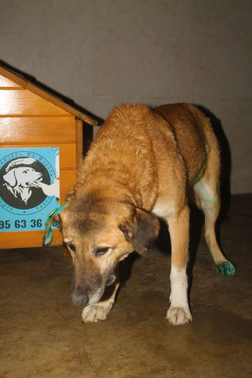 მეტისი რიჟა