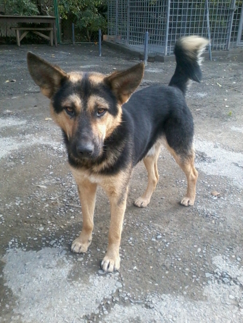 გერმანული ნაგაზი ჯეკა