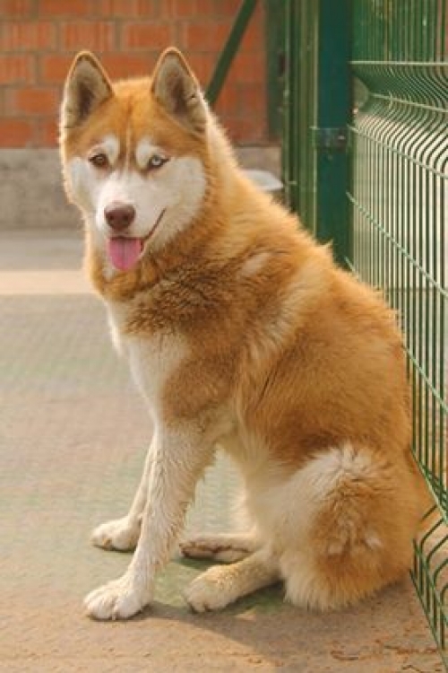 ლაიკა ხაჩი