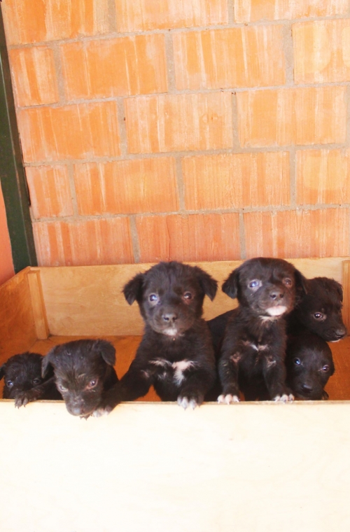 მეტისის ლეკვები უსახელო