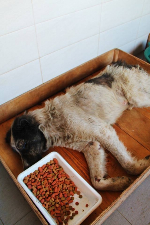 ქართული ქოფაკი უსახელო