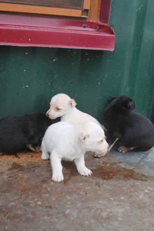 მეტისი უსახელო