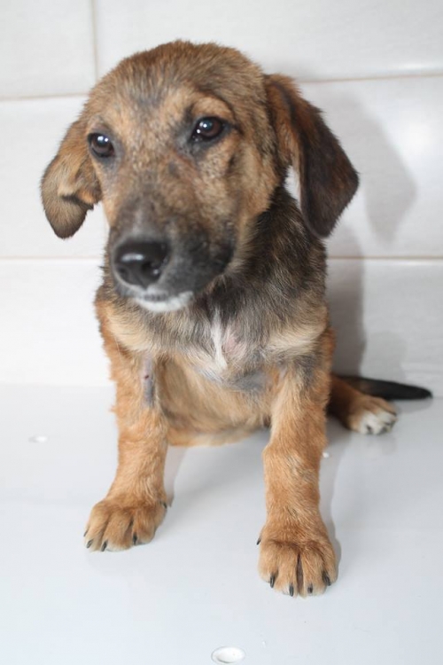 მეტისი უსახელო