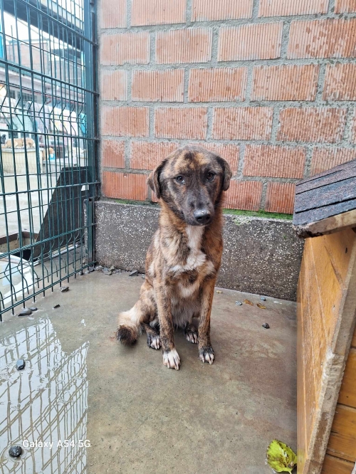 მეტისი მუხიანის დაჩები