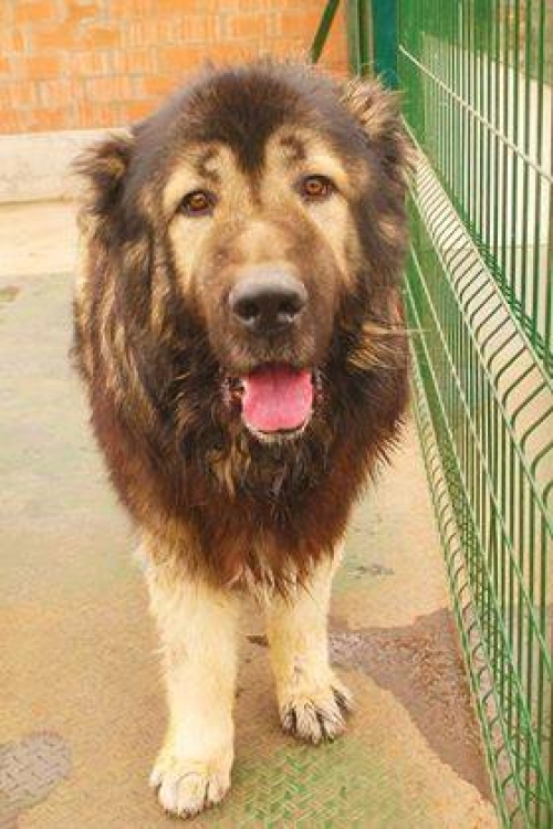 ქართული ნაგაზი ბობო