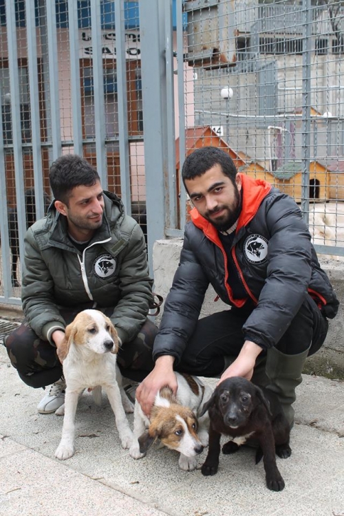 მეტისის ლეკვები უსახელო