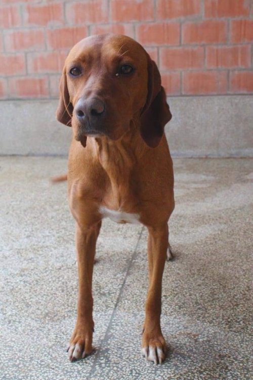 უნგრული ვიჟლა ლულუ