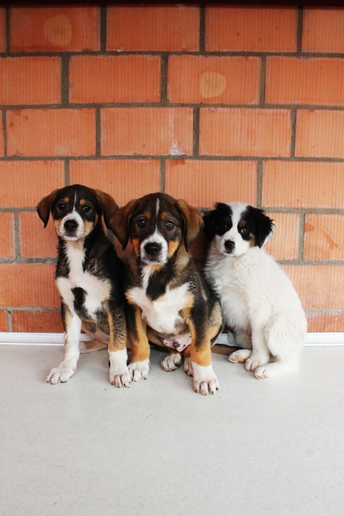 ქართული ქოფაკი უსახელო