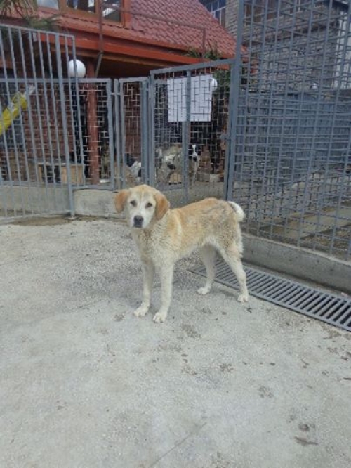 მეტისი უსახელო