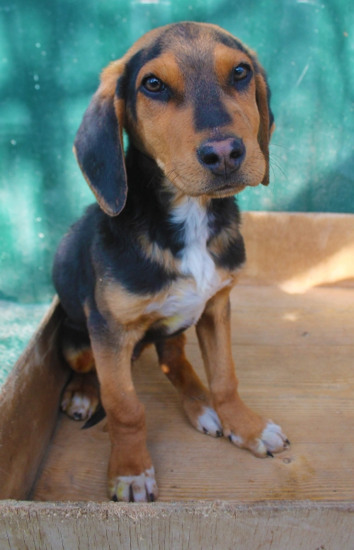 გონჩი უსახელო