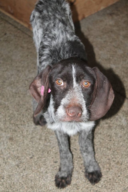 დრათხარი უსახელო