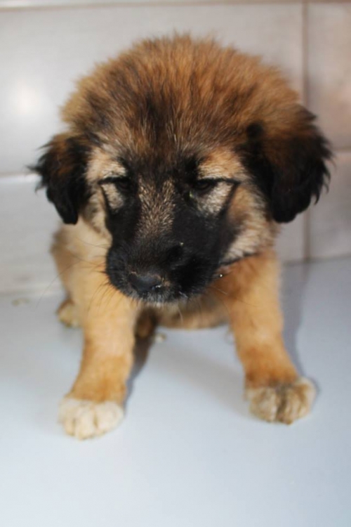 ქართული ქოფაკი უსახელო