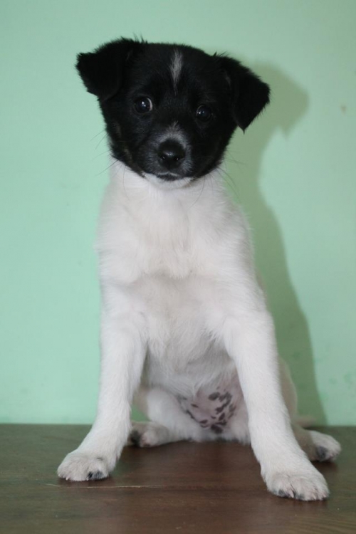 მეტისი უსახელო