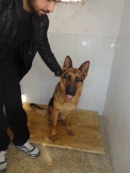 გერმანული ნაგაზი მალჩიკ