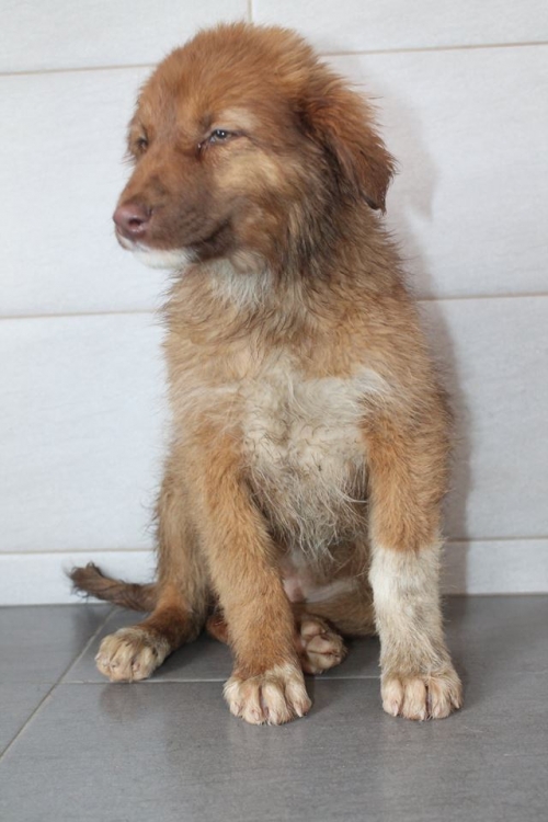 ქართული ქოფაკი უსახელო