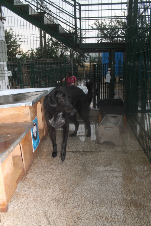 ლაბრადორის მეტისი ბელა