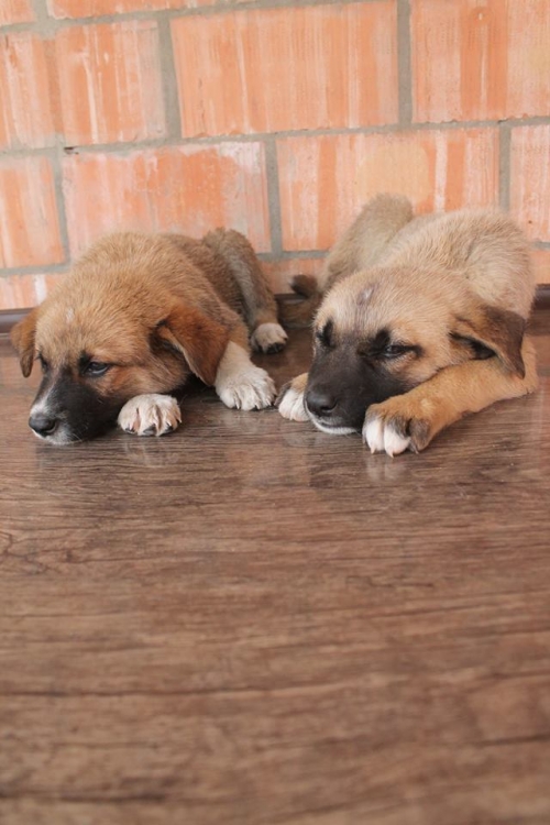 ქართული ქოფაკი უსახელო