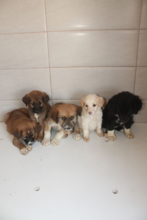 მეტისი უსახელო