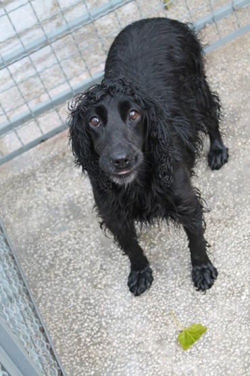 ინგლისური კოკერსპანელი კოკი