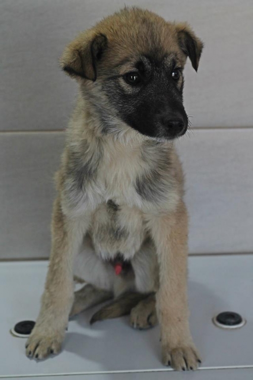 მეტისი უსახელო