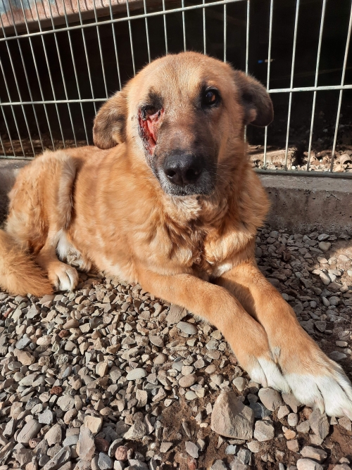 მეტისი დუშეთი.არაგვის პირი