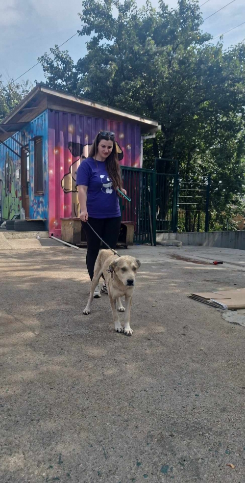 მეტისი შალვა აფხაიძეს 16 ნომერი