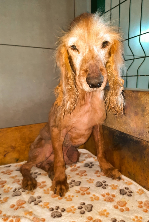 კოკერსპანიელი ჩუნჩო