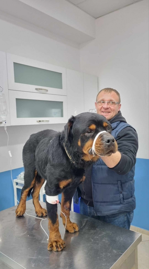 როტვეილერი უსახელო