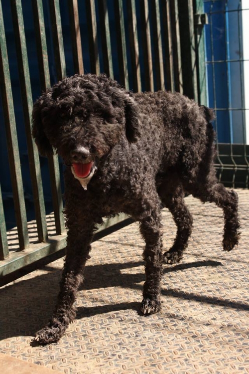 პუდელი ლაკი