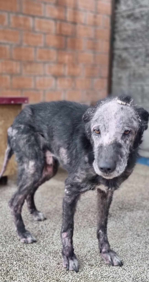 მეტისი მარნეული ნანა გაბაიძე