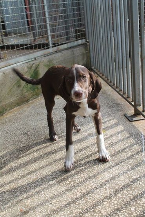 კურცხაარი ლინდა