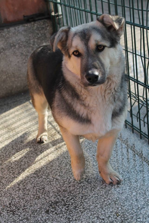 გერმანული ნაგაზის მეტისი უსახელო