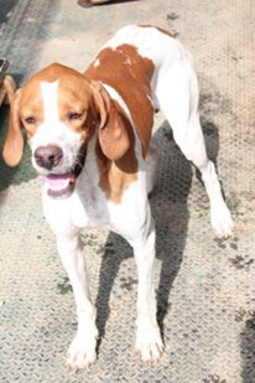 პოინტერი უსახელო