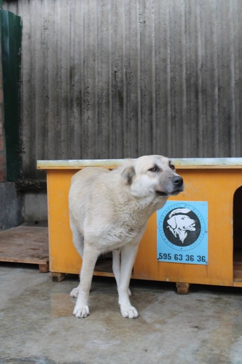 ქართული ქოფაკი უსახელო