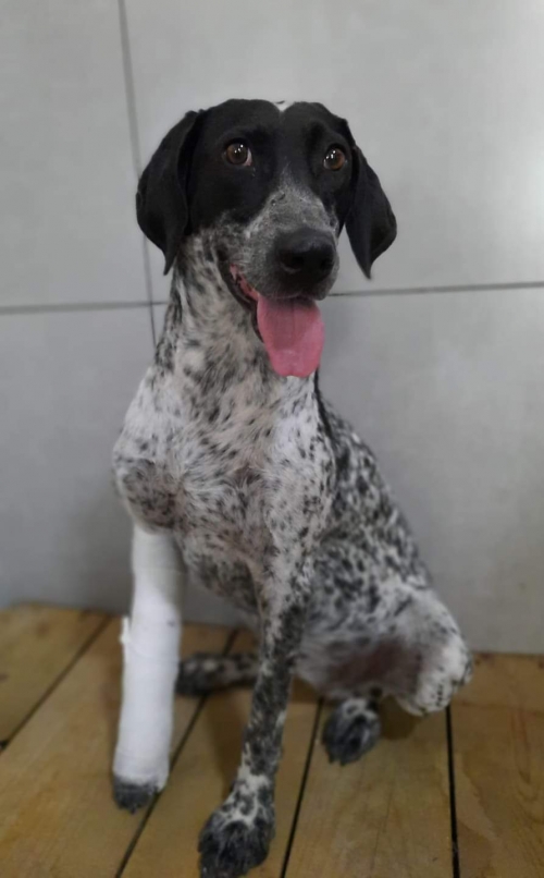 მეტისი ვაზისუბანი შანდორ პეტეპის ქჩ.