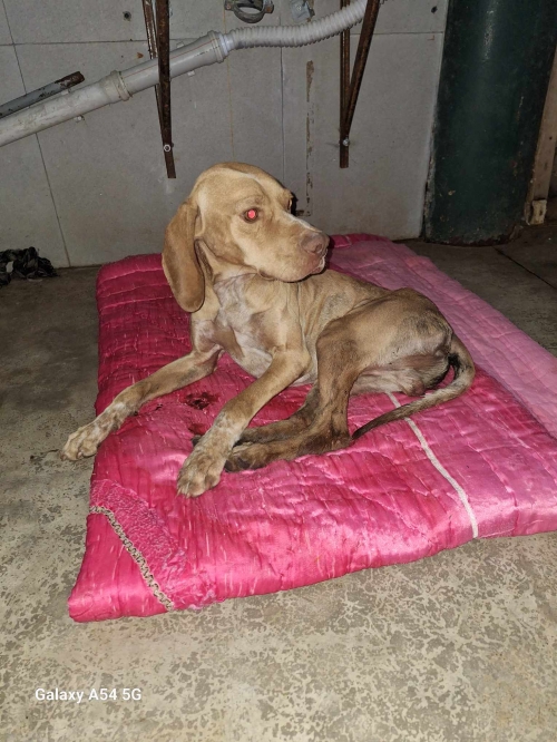 მეტისი ნაპოვნია რაჭაში