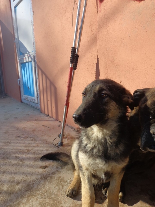 მეტისი უცნობი