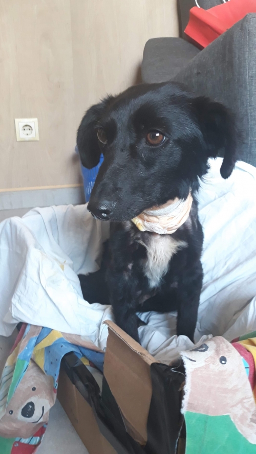 მეტისი უსახელო